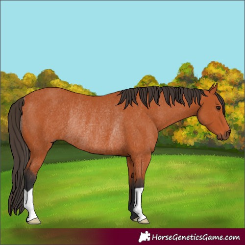 Horse Color:Bay Rabicano