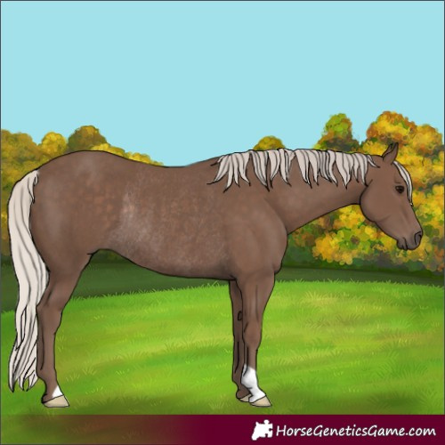 Horse Color:Silver Black Rabicano 