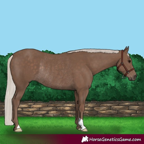 Horse Color:Silver Black Rabicano 
