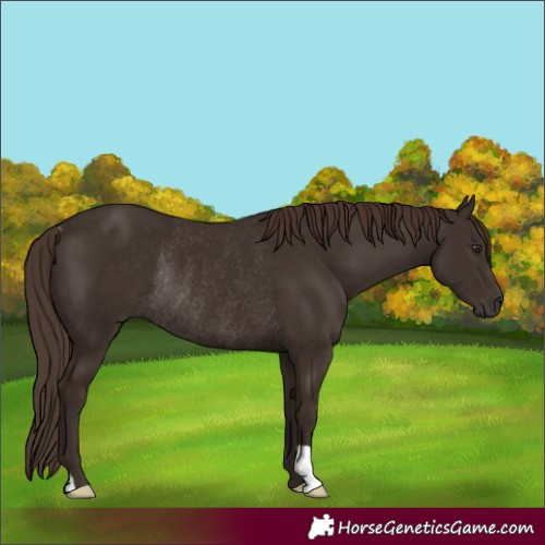 Horse Color:Liver Chestnut Rabicano 