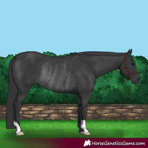 Horse Color:Black Rabicano 