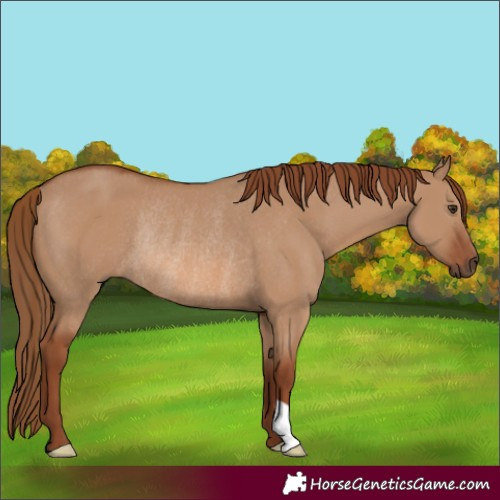 Horse Color:Red Dun Rabicano
