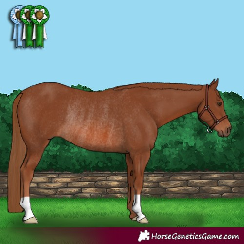 Horse Color:Chestnut Rabicano