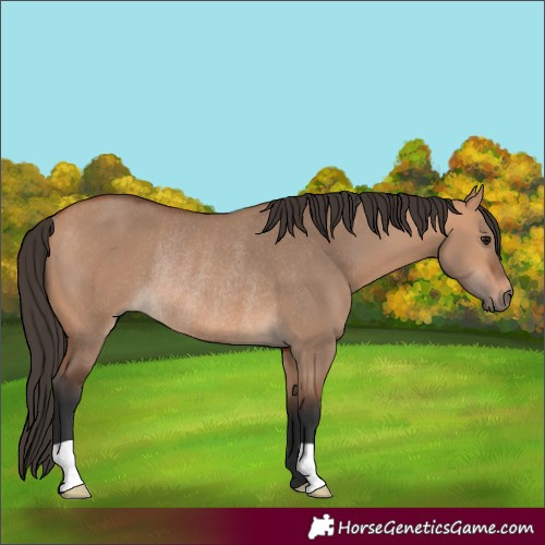 Horse Color:Bay Dun Rabicano 