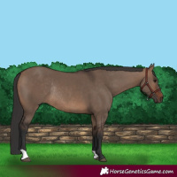 Horse Color:Brown Dun Rabicano 