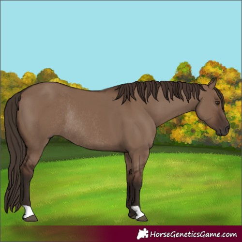 Horse Color:Liver Red Dun Rabicano