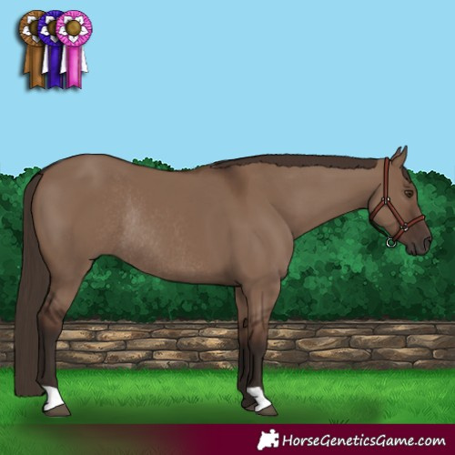 Horse Color:Liver Red Dun Rabicano