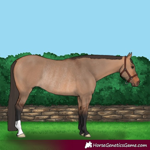 Horse Color:Bay Dun Rabicano 