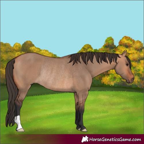Horse Color:Bay Dun Rabicano 