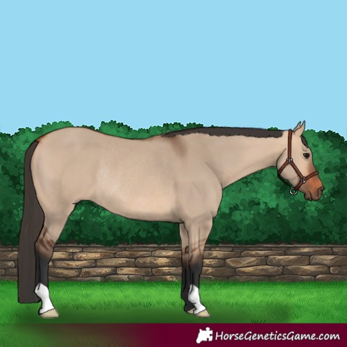 Horse Color:Bay Dun Rabicano