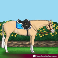 Horse Color:Palomino Splash 