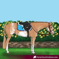 Horse Color:White Spotted Chestnut Frame 