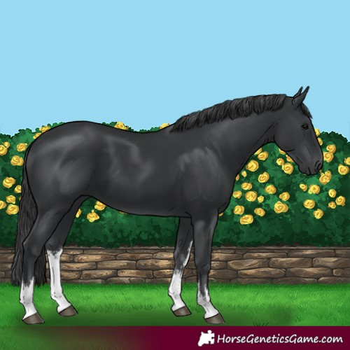 Horse Color:White Spotted Black