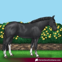 Horse Color:White Spotted Black 