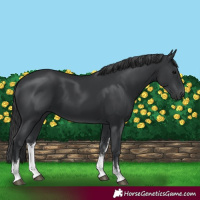 Horse Color:White Spotted Black