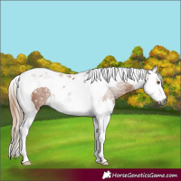 Horse Color:Gray Chestnut Splash Tobiano Snowflake Varnish 