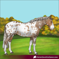 Horse Color:White Spotted Chocolate Palomino Splash Appaloosa Rabicano 