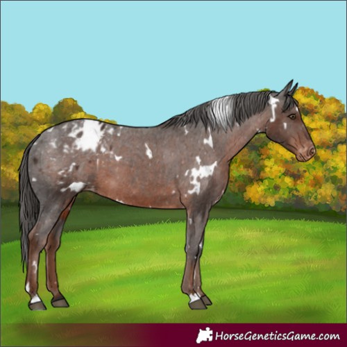 Horse Color:White Spotted Liver Chestnut Appaloosa 