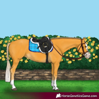 Horse Color:Palomino Splash 