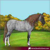Horse Color:White Spotted Liver Red Roan 