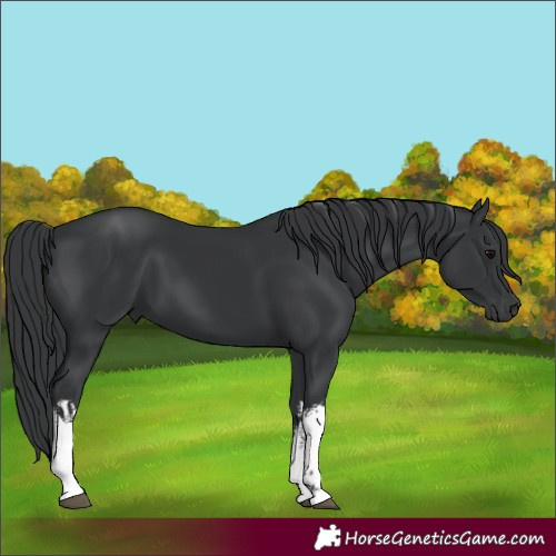 Horse Color:White Spotted Black