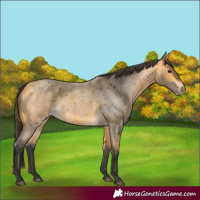 Horse Color:Buckskin Roan 