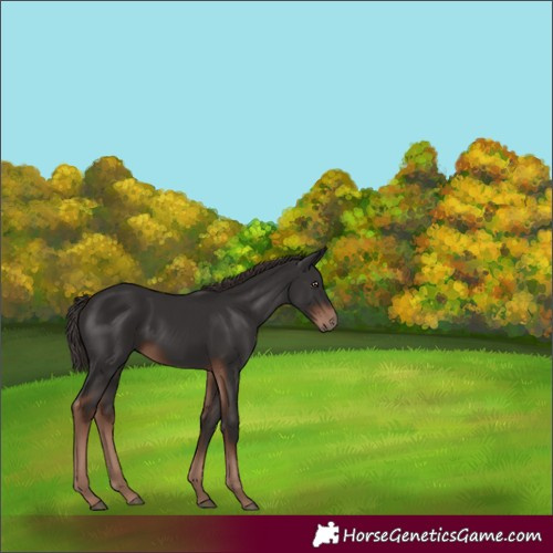 Horse Color:White Spotted Liver Chestnut 