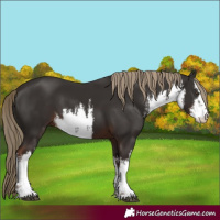 Horse Color:White Spotted Liver Chestnut 