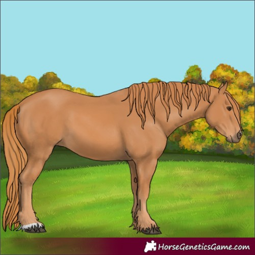 Horse Color:Chestnut 