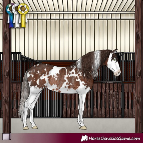 Horse Color:White Spotted Liver Chestnut Splash Rabicano 