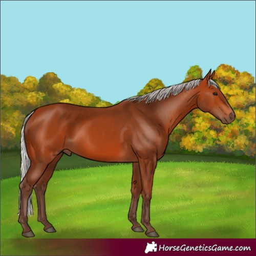 Horse Color:Silver Bay