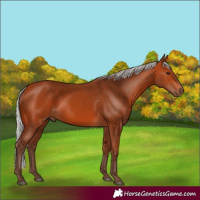 Horse Color:Silver Bay 