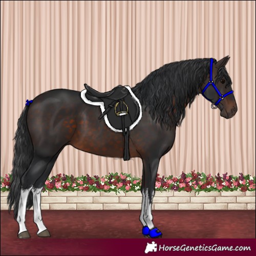 Horse Color:White Spotted Brown