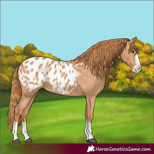 Horse Color:Chestnut Splash Appaloosa