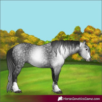 Horse Color:Gray Black 