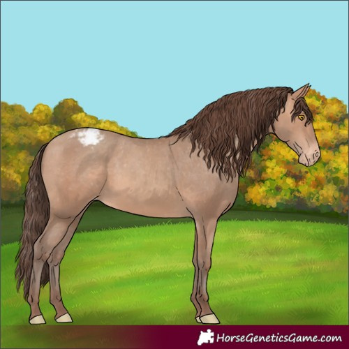 Horse Color:Amber Champagne Appaloosa 
