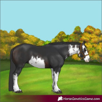 Horse Color:White Spotted Brown 