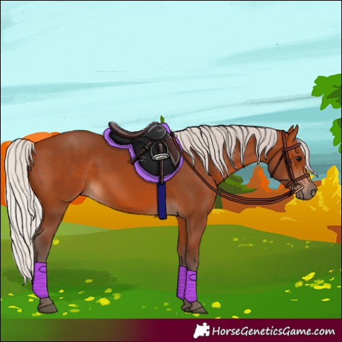 Horse Color:Silver Bay 