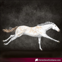 Horse Color:Red Dun Appaloosa 