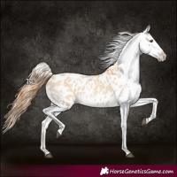 Horse Color:Red Dun Appaloosa 