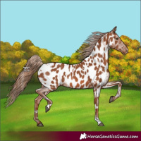 Horse Color:White Spotted Chestnut Appaloosa 