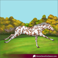 Horse Color:White Spotted Chestnut Appaloosa 