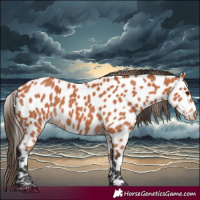 Horse Color:Bay Leopard 