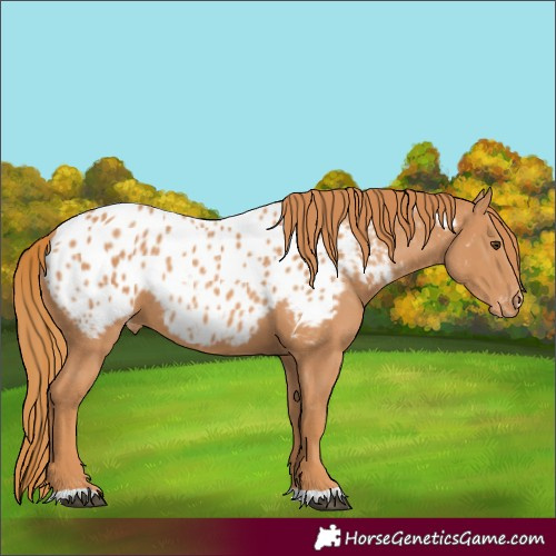 Horse Color:Chestnut Appaloosa 