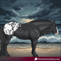 Horse Color:Black Splash Appaloosa 