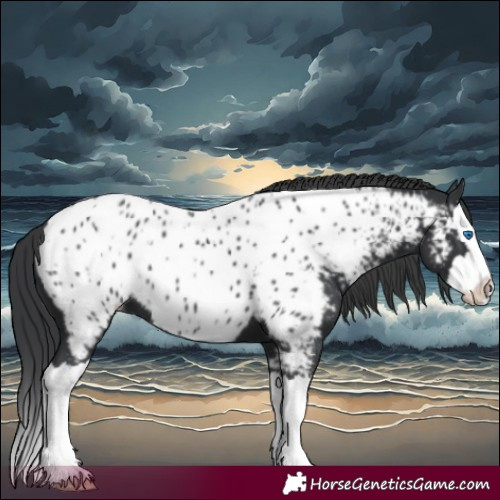 Horse Color:Black Splash Appaloosa 