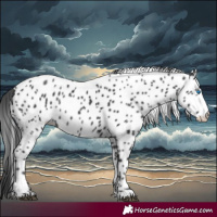 Horse Color:Black Splash Appaloosa 
