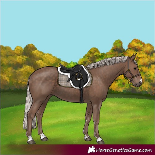 Horse Color:Unknown 