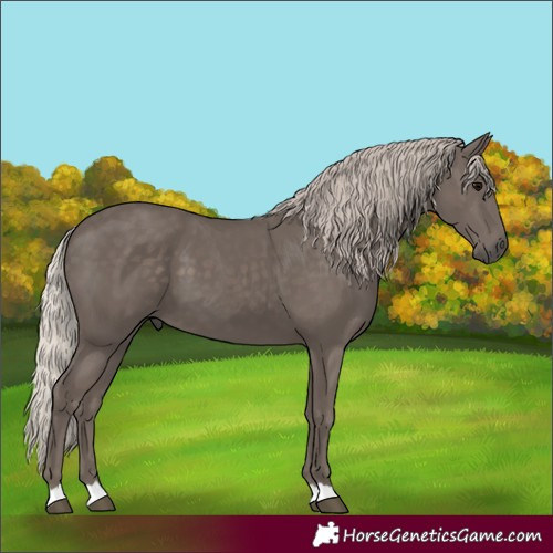 Horse Color:Unknown 