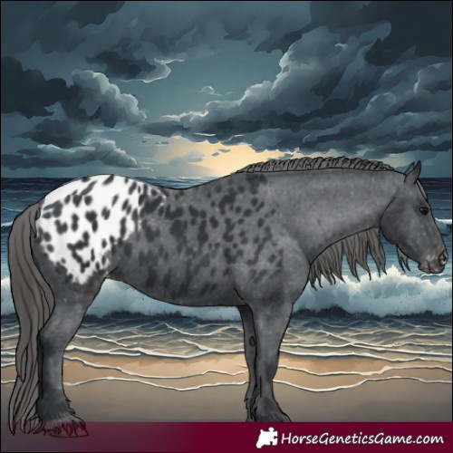 Horse Color:Black Appaloosa 